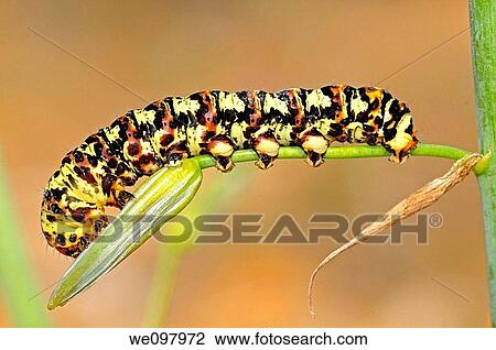 Stock Image - Caterpillar of the Cherry spot moth or Lily borer Diaphone eumela, Namaqualand, South Africa. Fotosearch