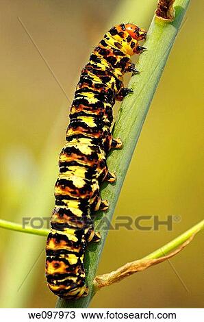 Stock Image - Caterpillar of the Cherry spot moth or Lily borer Diaphone eumela, Namaqualand, South Africa. Fotosearch