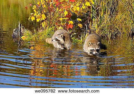 Cautious pair of Raccoons making ripples in water near a small spit of land with Fall colors and grass View Large Photo Image Stock Image - Cautious pair of Raccoons making ripples in water near a small spit of land with Fall colors and grass. Fotosearch