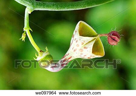 Ceropegia haygarthii View Large Photo Image Picture - Ceropegia haygarthii. Fotosearch