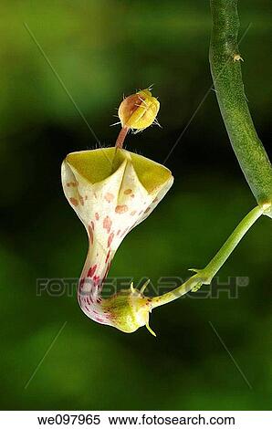 Ceropegia haygarthii View Large Photo Image Stock Photography - Ceropegia haygarthii. Fotosearch