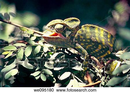 chameleon in Snake Park, Chennai, Tamil Nadu. View Large Photo Image Stock Image - chameleon in Snake Park, Chennai, Tamil Nadu.. Fotosearch