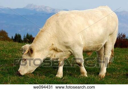 Charolais fattening bull on a mountain pasture, France View Large Photo Image Stock Image - Charolais fattening bull on a mountain pasture, France. Fotosearch