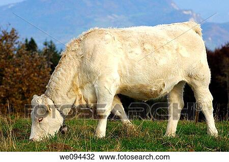 Charolais fattening bull on a mountain pasture, France View Large Photo Image Stock Image - Charolais fattening bull on a mountain pasture, France. Fotosearch