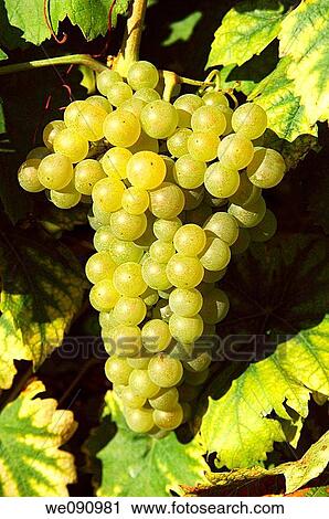 Chasselas grapes from the La Cote vine growing area at Lake Geneva, Vaud, Switzerland View Large Photo Image Stock Image - Chasselas grapes from the La Cote vine growing area at Lake Geneva, Vaud, Switzerland. Fotosearch