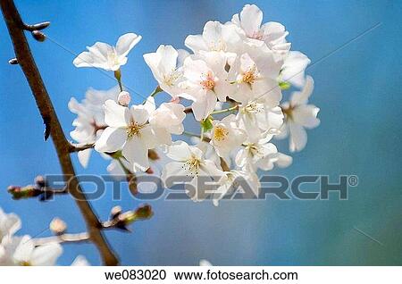 Cherry Blossom (Prunus x yeudoensis) View Large Photo Image Stock Image - Cherry Blossom (Prunus x yeudoensis). Fotosearch