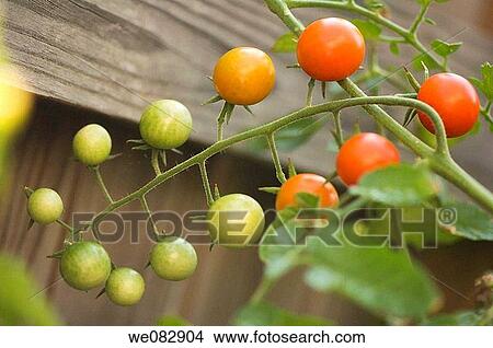 Cherry Tomatoes. Solanum lycopersicon. August 2007. Maryland, USA. View Large Photo Image Picture - Cherry Tomatoes. Solanum lycopersicon. August 2007. Maryland, USA.. Fotosearch