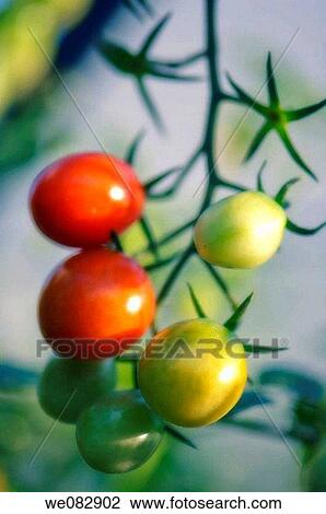 Cherry Tomatoes. Solanum lycopersicon. August 2007. Maryland, USA. View Large Photo Image Stock Image - Cherry Tomatoes. Solanum lycopersicon. August 2007. Maryland, USA.. Fotosearch