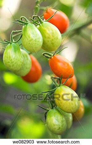 Cherry Tomatoes. Solanum lycopersicon. August 2007. Maryland, USA. View Large Photo Image Stock Image - Cherry Tomatoes. Solanum lycopersicon. August 2007. Maryland, USA.. Fotosearch