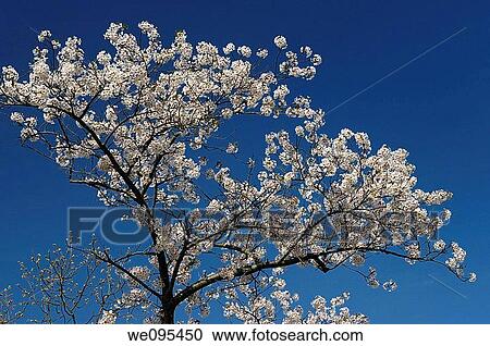 Cherry Tree branches in full bloom against a blue Spring sky View Large Photo Image Stock Image - Cherry Tree branches in full bloom against a blue Spring sky. Fotosearch