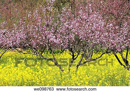 Cherry tree with pink petals just starting to bloom in early spring in a field with wild mustard Brassica, a yellow weed Gilroy, California View Large Photo Image Stock Image - Cherry tree with pink petals just starting to bloom in early spring in a field with wild mustard Brassica, a yellow weed Gilroy, California. Fotosearch