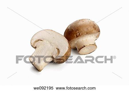 Chestnut Mushrooms View Large Photo Image Stock Photography - Chestnut Mushrooms. Fotosearch