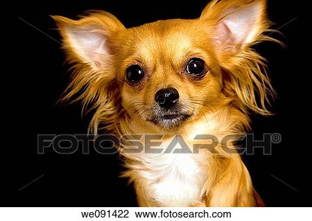 Chihuahua / Chihuahua View Large Photo Image Stock Image - Chihuahua / Chihuahua. Fotosearch