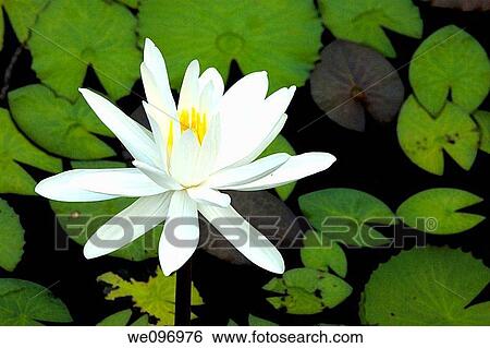 China guangxi yangshuo a white lotus flower and water lilly View Large Photo Image Stock Photograph - China guangxi yangshuo a white lotus flower and water lilly. Fotosearch