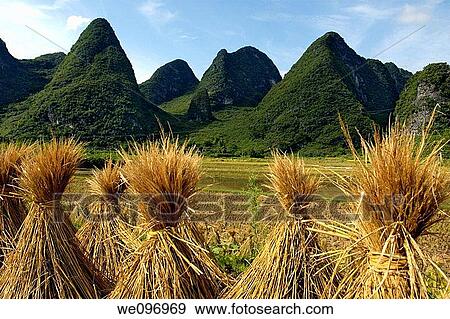 China guangxi yangshuo limestone peaks and rice paddies View Large Photo Image Stock Photo - China guangxi yangshuo limestone peaks and rice paddies. Fotosearch