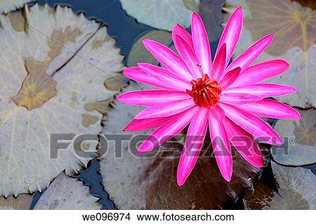 China guangxi yangshuo pinkie lotus flower and water lilly View Large Photo Image Picture - China guangxi yangshuo pinkie lotus flower and water lilly. Fotosearch