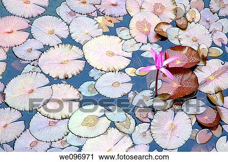 China guangxi yangshuo pinkie lotus flower and water lilly in the water View Large Photo Image Stock Image - China guangxi yangshuo pinkie lotus flower and water lilly in the water. Fotosearch