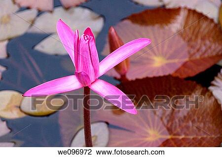 China guangxi yangshuo pinkie lotus flower and water lilly in the water View Large Photo Image Stock Image - China guangxi yangshuo pinkie lotus flower and water lilly in the water. Fotosearch