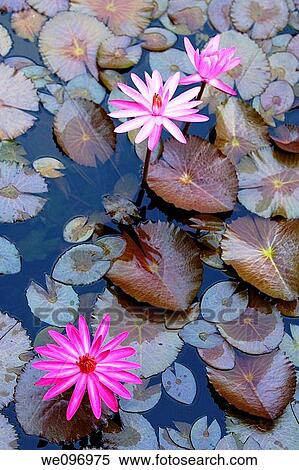 China guangxi yangshuo pinkie lotus flower and water lilly View Large Photo Image Stock Photography - China guangxi yangshuo pinkie lotus flower and water lilly. Fotosearch