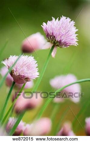 Chives Onions in Bloom View Large Photo Image Stock Photography - Chives Onions in Bloom. Fotosearch