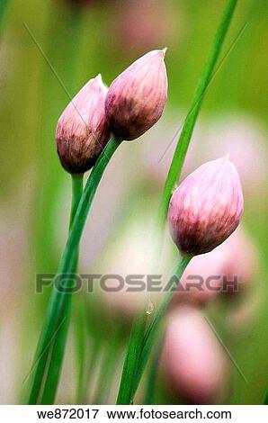 Chives Onions in Bud, Two of the Buds Touching View Large Photo Image Stock Photo - Chives Onions in Bud, Two of the Buds Touching. Fotosearch