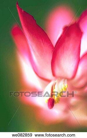 Christmas Cactus. Schlumbergera truncata. November 2007. Maryland, USA. View Large Photo Image Stock Photo - Christmas Cactus. Schlumbergera truncata. November 2007. Maryland, USA.. Fotosearch