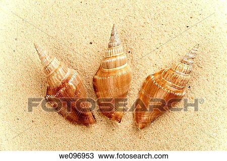 clam on the beach View Large Photo Image Stock Image - clam on the beach. Fotosearch