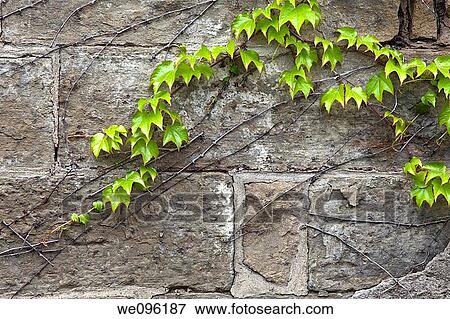 Climbing vine on a stone wall View Large Photo Image Stock Photo - Climbing vine on a stone wall. Fotosearch