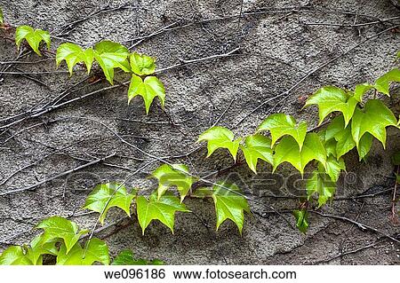Climbing vine on a stone wall View Large Photo Image Stock Photograph - Climbing vine on a stone wall. Fotosearch