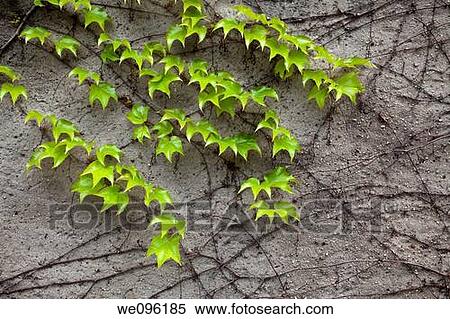 Stock Photography - Climbing vine on a stone wall. Fotosearch