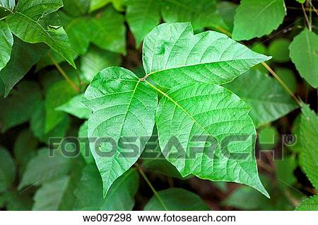 Stock Photo - Close up detail of a Poison Ivy Plant Excellent high resolution image for accurate plant identification. Fotosearch