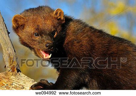 Close up face of North American Marten looking back showing teeth View Large Photo Image Stock Image - Close up face of North American Marten looking back showing teeth. Fotosearch