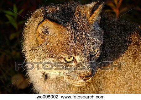 Stock Image - Close up of a Canadian Lynx face in the morning sun. Fotosearch