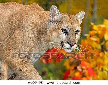 Picture - Close up of a Cougar face in an Autumn forest with red maple leaves. Fotosearch