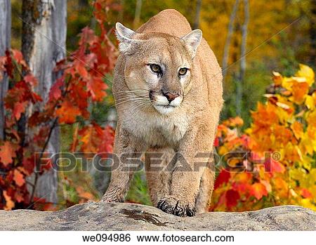 Close up of a Cougar standing on a rock in an Autumn forest with red oak and maple leaves View Large Photo Image Stock Photograph - Close up of a Cougar standing on a rock in an Autumn forest with red oak and maple leaves. Fotosearch