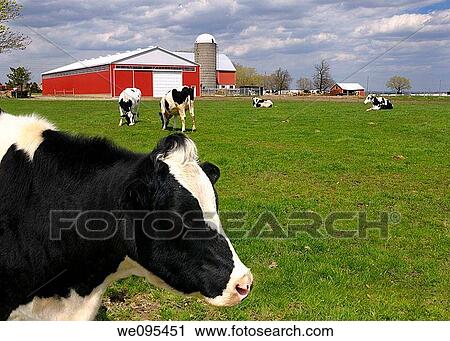 Close up of a Face of a Hostein cow among a herd at a dairy farm in Toronto View Large Photo Image Stock Image - Close up of a Face of a Hostein cow among a herd at a dairy farm in Toronto. Fotosearch