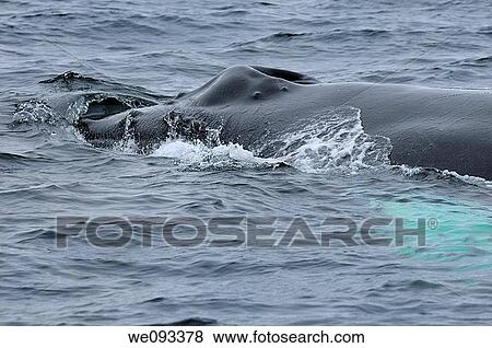 Close up of a female humpback whale blowhole rostrum and tubercles near Twillingate Newfoundland View Large Photo Image Stock Photo - Close up of a female humpback whale blowhole rostrum and tubercles near Twillingate Newfoundland. Fotosearch