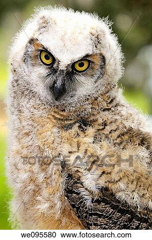 Close up of a fledgling Great Horned Owl chick with a sad look View Large Photo Image Stock Image - Close up of a fledgling Great Horned Owl chick with a sad look. Fotosearch