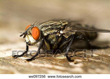 Close up of a flesh fly View Large Photo Image Stock Photograph - Close up of a flesh fly. Fotosearch