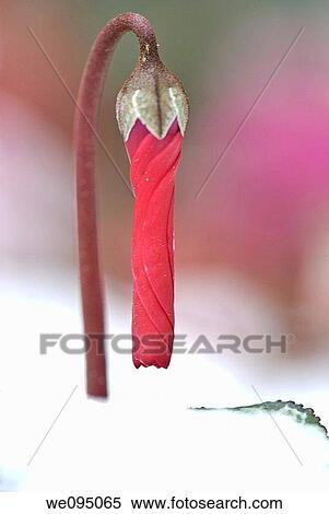 close up of a Persian Violet Cyclamen persicum looming out of the snow a concept of growth and renewal View Large Photo Image Stock Photography - close up of a Persian Violet Cyclamen persicum looming out of the snow a concept of growth and renewal. Fotosearch
