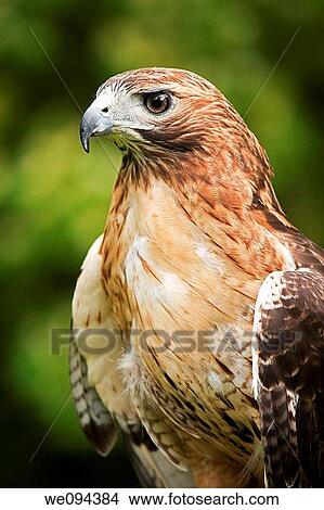 Close up of a Red Tailed Hawk Buteo jamaicensis View Large Photo Image Picture - Close up of a Red Tailed Hawk Buteo jamaicensis. Fotosearch