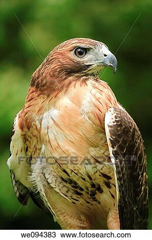 Close up of a Red Tailed Hawk Buteo jamaicensis View Large Photo Image Stock Image - Close up of a Red Tailed Hawk Buteo jamaicensis. Fotosearch