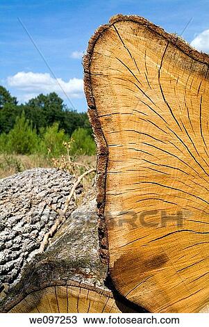 Close up of a wooden log, France Aquitaine Mano Landes Forest View Large Photo Image Stock Image - Close up of a wooden log, France Aquitaine Mano Landes Forest. Fotosearch