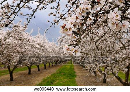 Stock Image - Close up of blossoms on a flowering almond tree in a California orchard in winter. Fotosearch