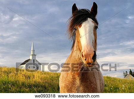 Close up of curious Clydesdale horse at Highland Village Museum at Iona Cape Breton View Large Photo Image Stock Photo - Close up of curious Clydesdale horse at Highland Village Museum at Iona Cape Breton. Fotosearch