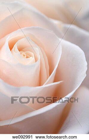 Close up of flush white hybrid tea rose petal tips View Large Photo Image Stock Image - Close up of flush white hybrid tea rose petal tips. Fotosearch