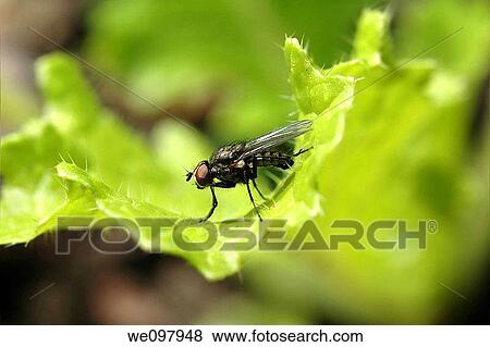 Stock Photo - Close-up of fly on lettuce. Fotosearch
