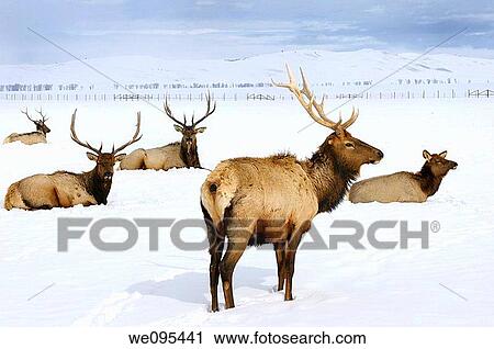 Stock Image - Close up of four bull Elk and a cow wintering at the National Elk Refuge in Jackson Hole Wyoming. Fotosearch