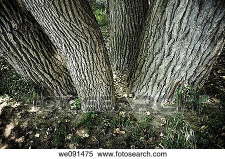 Close-up of four trees in a park View Large Photo Image Stock Photography - Close-up of four trees in a park. Fotosearch