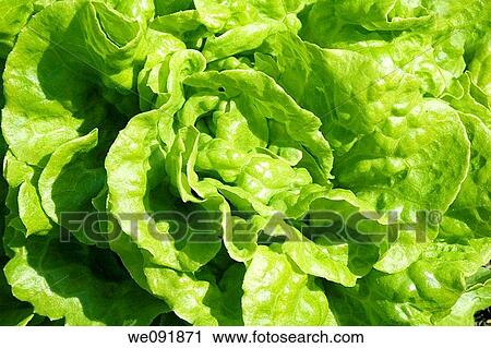 Close up of garden lettuce, green background texture View Large Photo Image Stock Image - Close up of garden lettuce, green background texture. Fotosearch